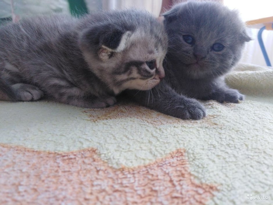 Сиамские вислоухие котята