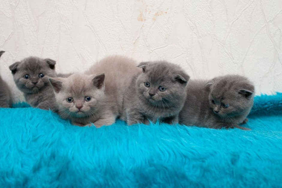Новорожденный котенок