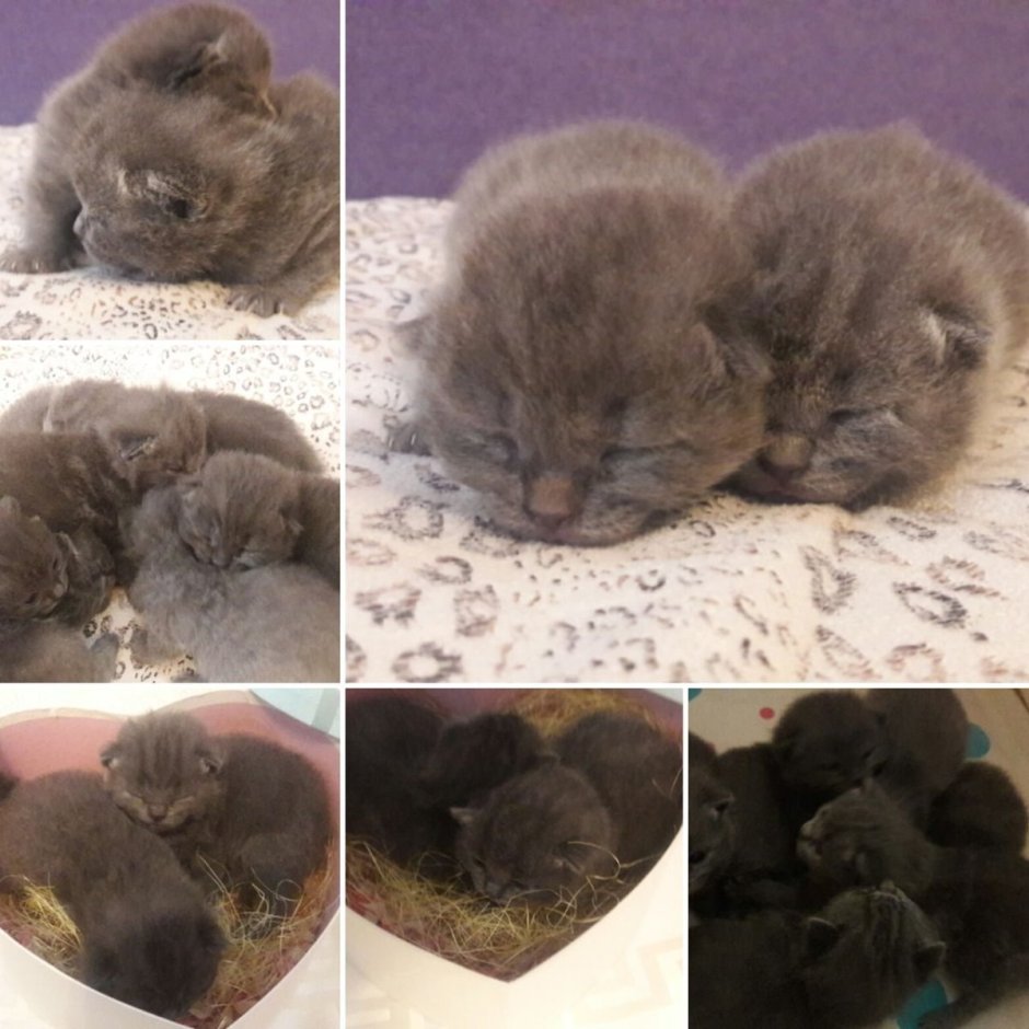 Новорожденные котята вислоухие