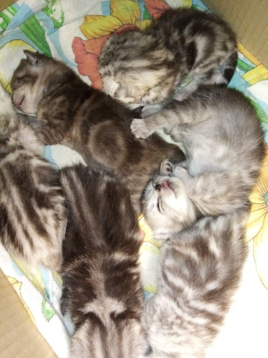 Новорожденные котята Шотландские прямоухие