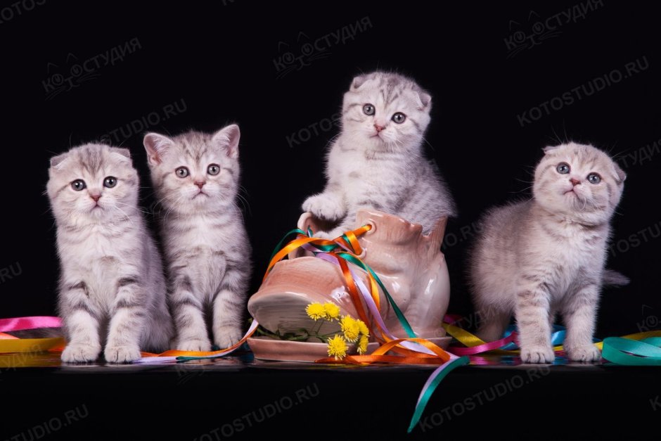 Новорожденные котята вислоухие