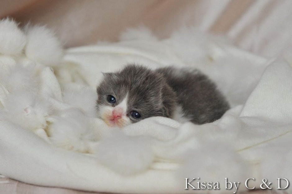 Новорожденные котята серые
