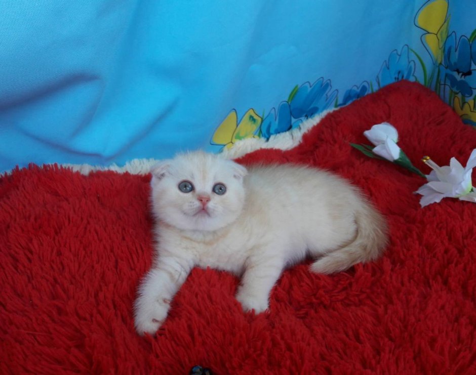 Новорожденные скоттиш фолд