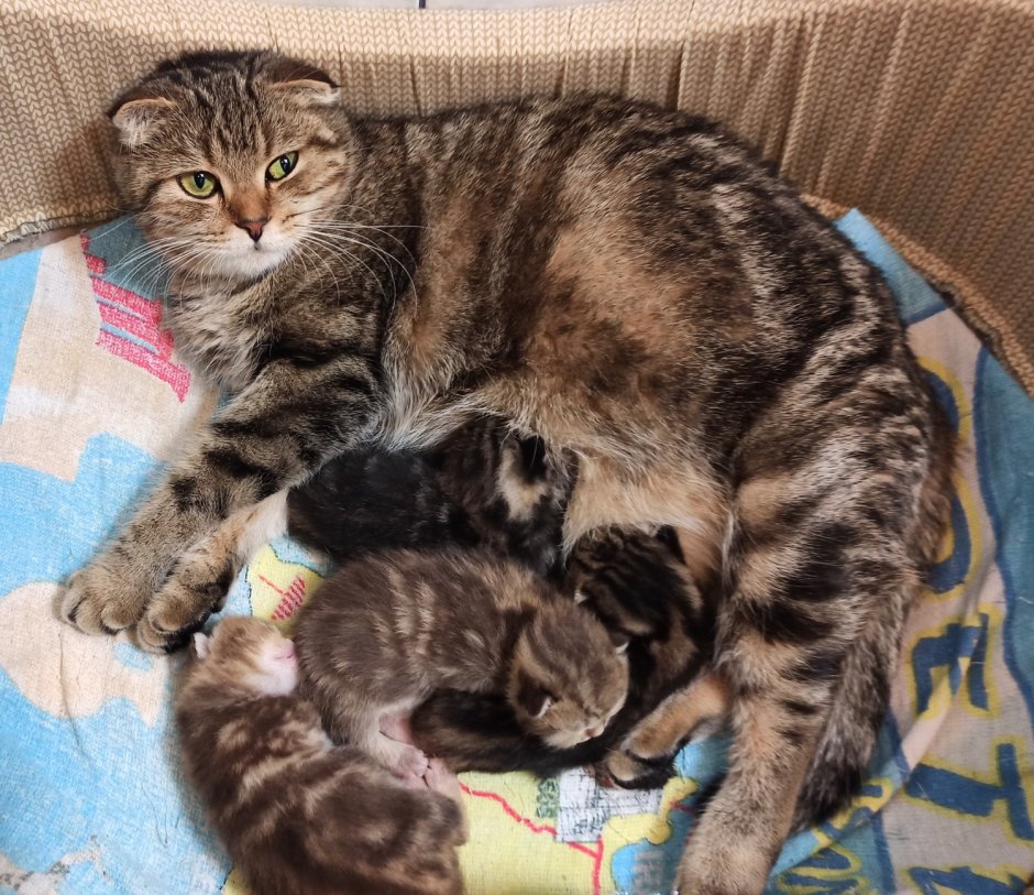 Новорожденные Шотландские котята