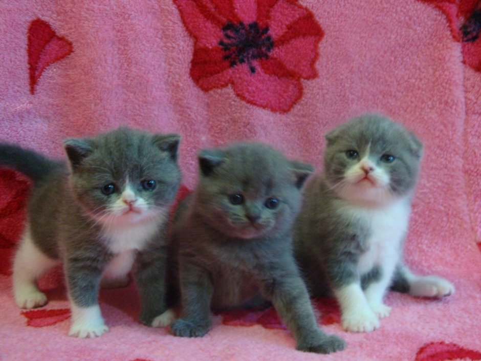 Шотландские котята 1 месяц