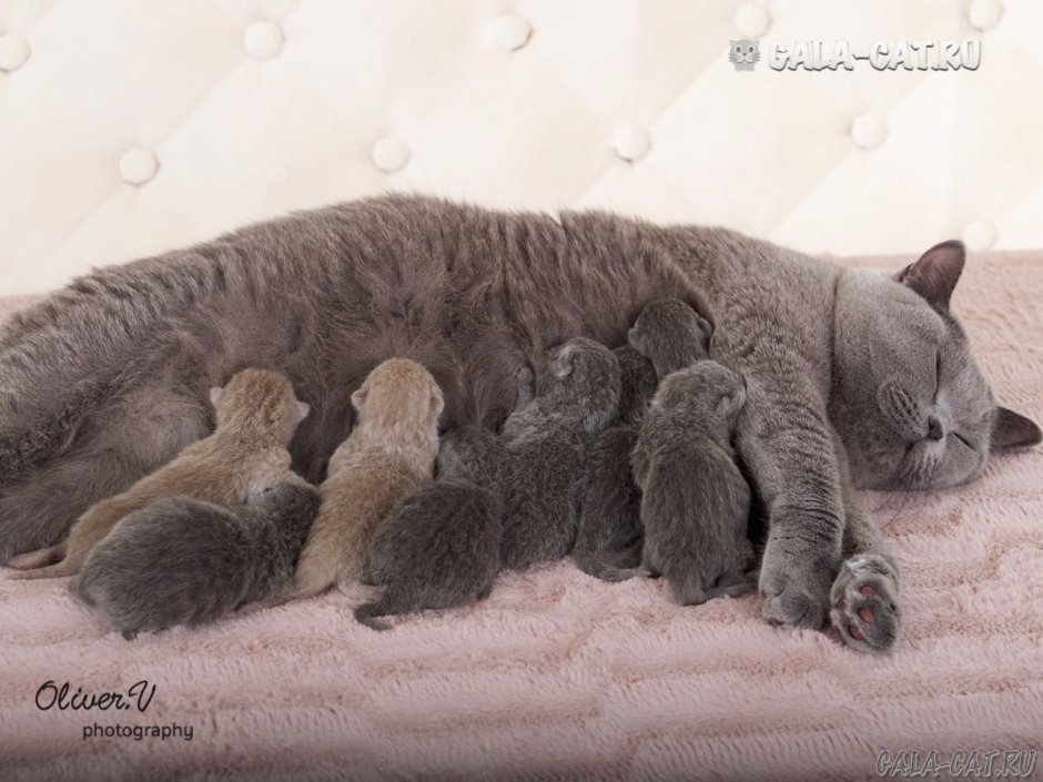 Новорожденные котята британцы