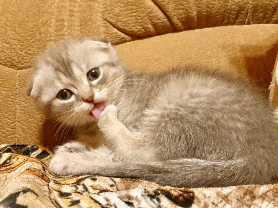 Сибирский вислоухий котенок