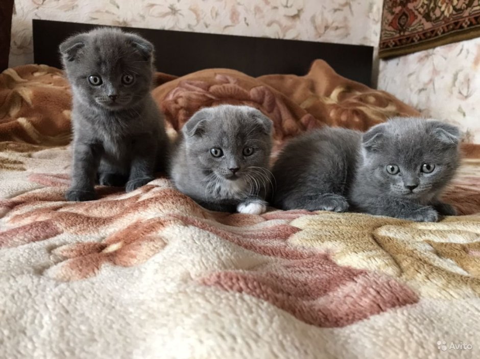 Новорожденный котенок