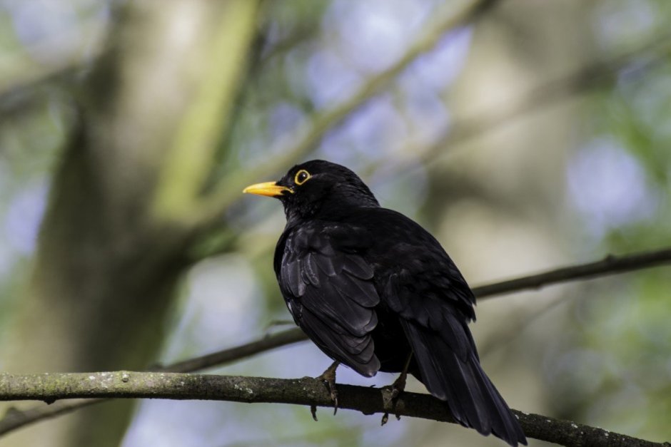 Blackbird and Starling