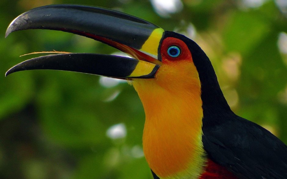 Туканы (лат. Ramphastidae)