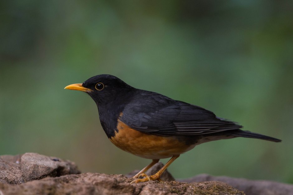 Steps to save Wildlife