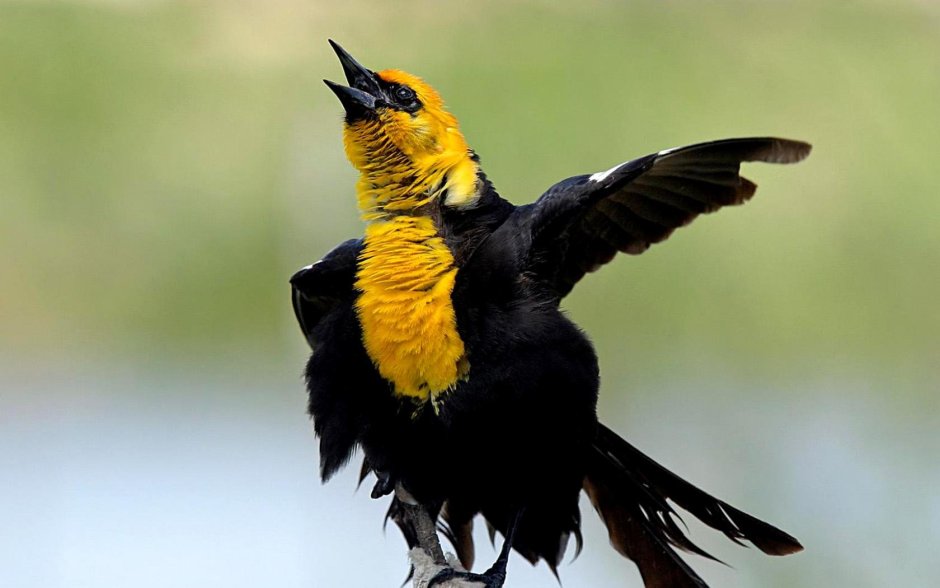 Red Winged Blackbird