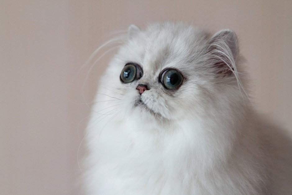 Персидская шиншилла кошка
