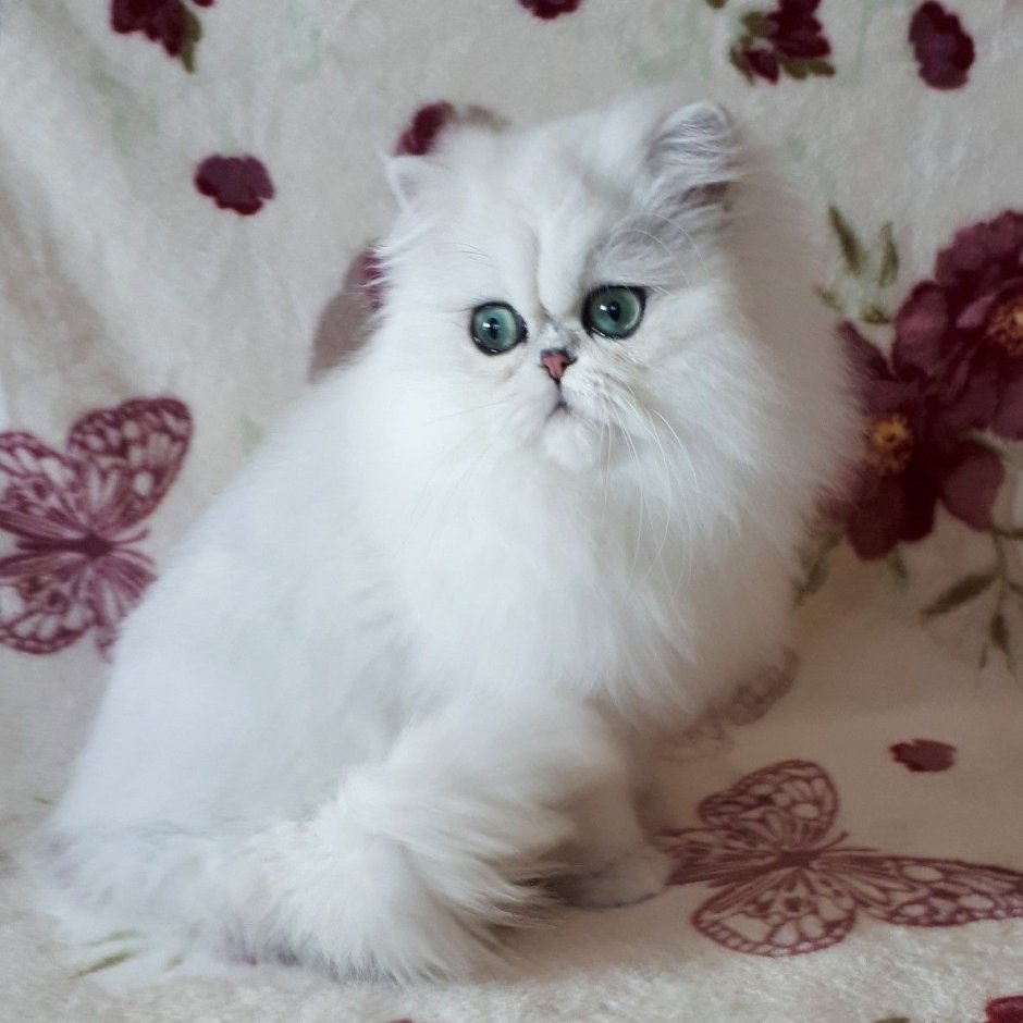 Персидская шиншилла кошка черная