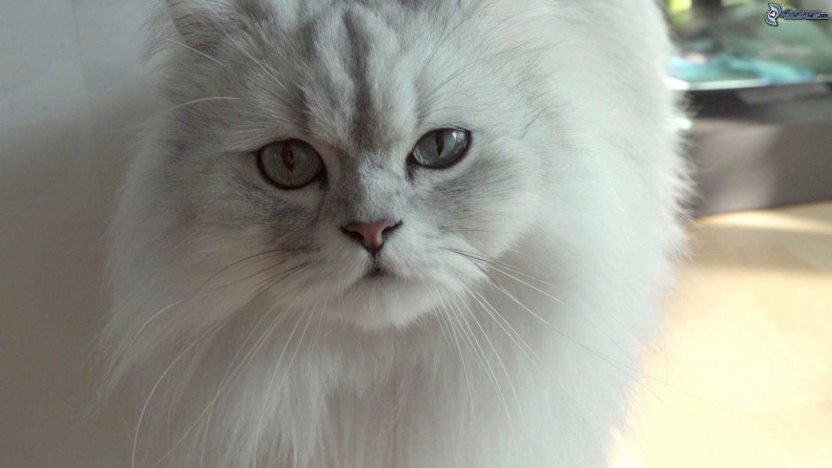 Шиншилла кошка злая