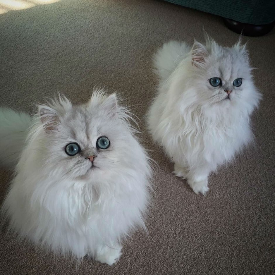 Уши длинношерстной кошки