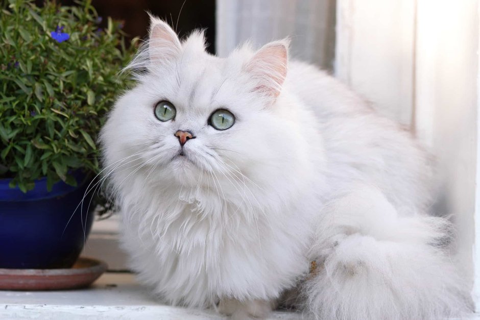 Белая Персидская шиншилла кошка