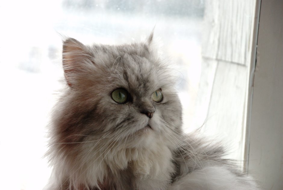 Белая Персидская шиншилла кошка
