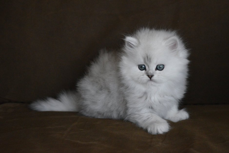 Перс шиншилла котята