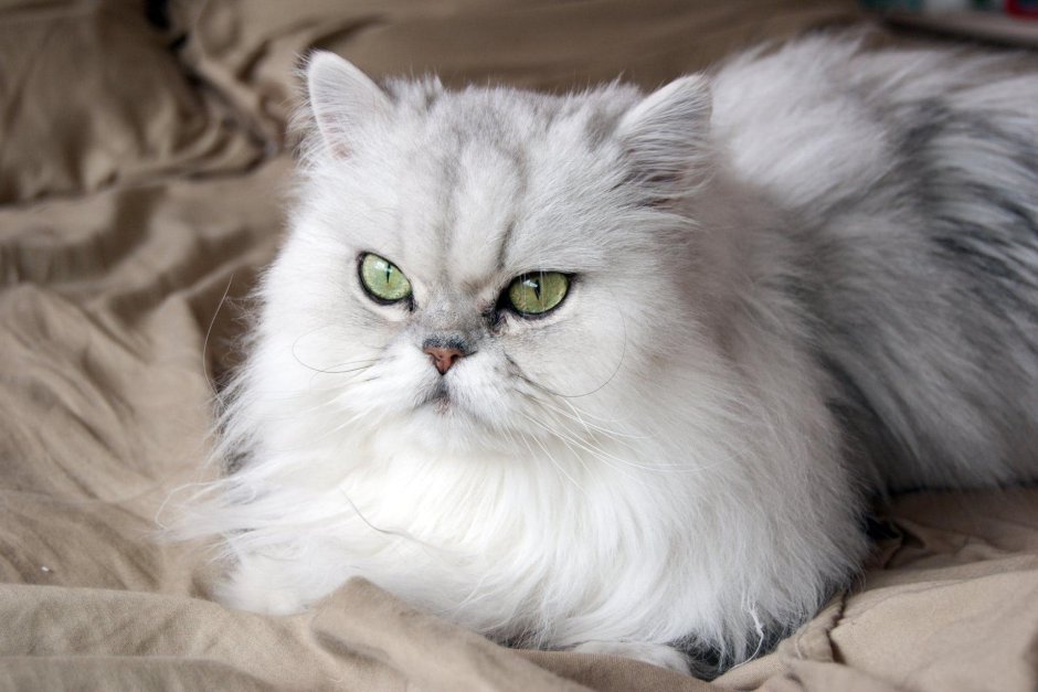 Персидская шиншилла
