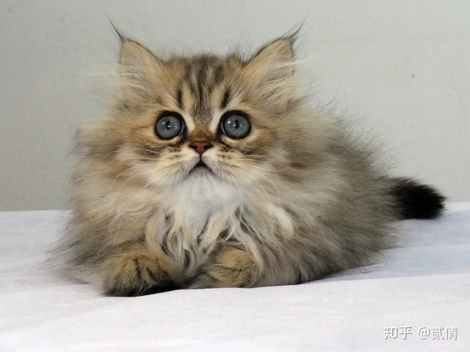Котята персидские шиншиллы золото