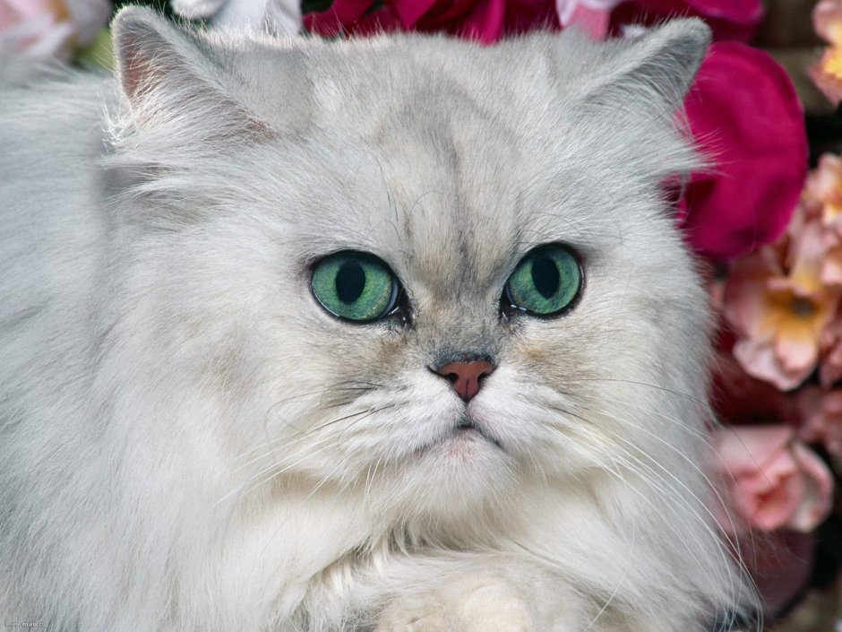 Персидская шиншилла