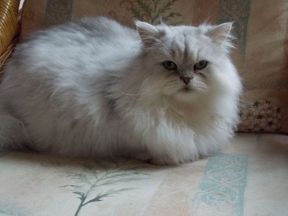 Сибирская Персидская шиншилла кошка