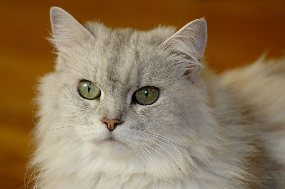 Британская длинношерстная шиншилла
