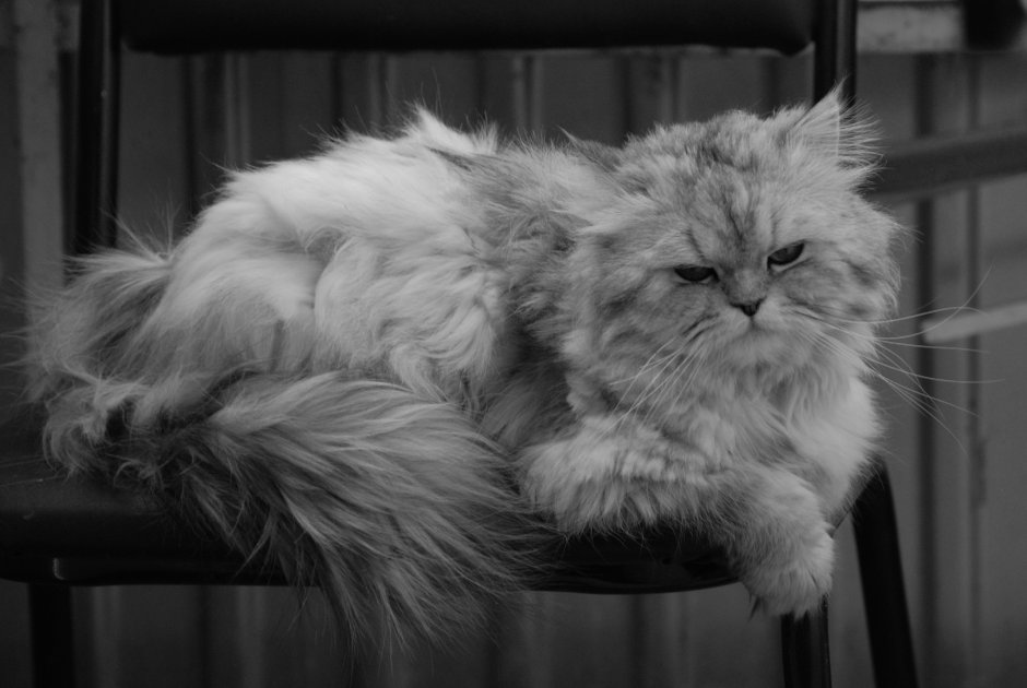 Персидская шиншилла серебро