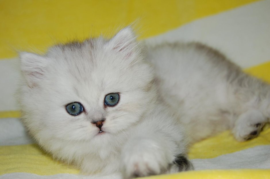 Сибирская шиншилла кот