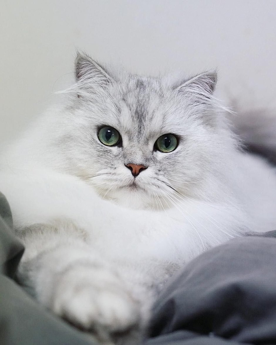 Персидская шиншилла кошка рыжая
