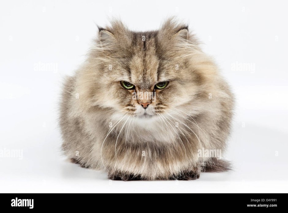 Кот шиншилла Золотая злая