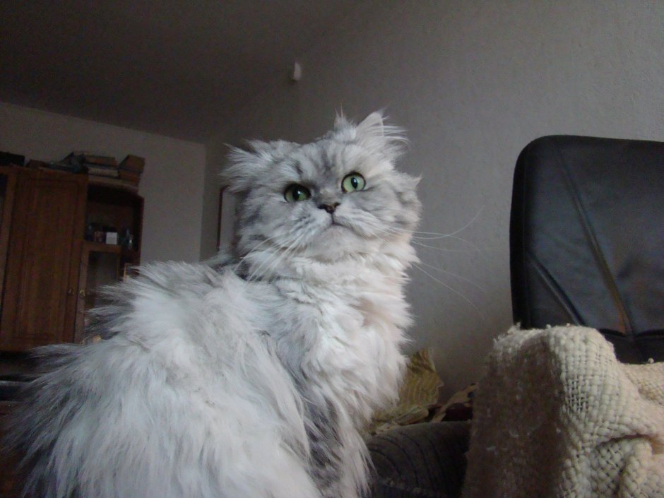 Персидская шиншилла