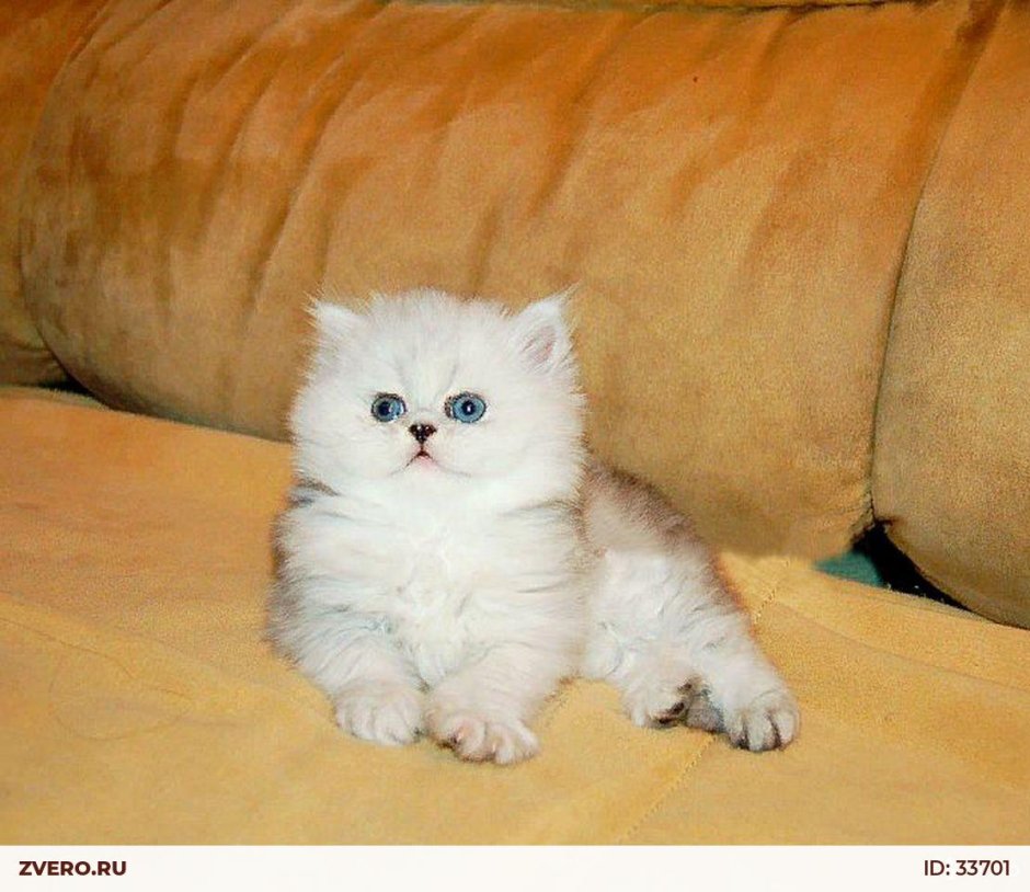 Персидский кот шиншилла серебристая