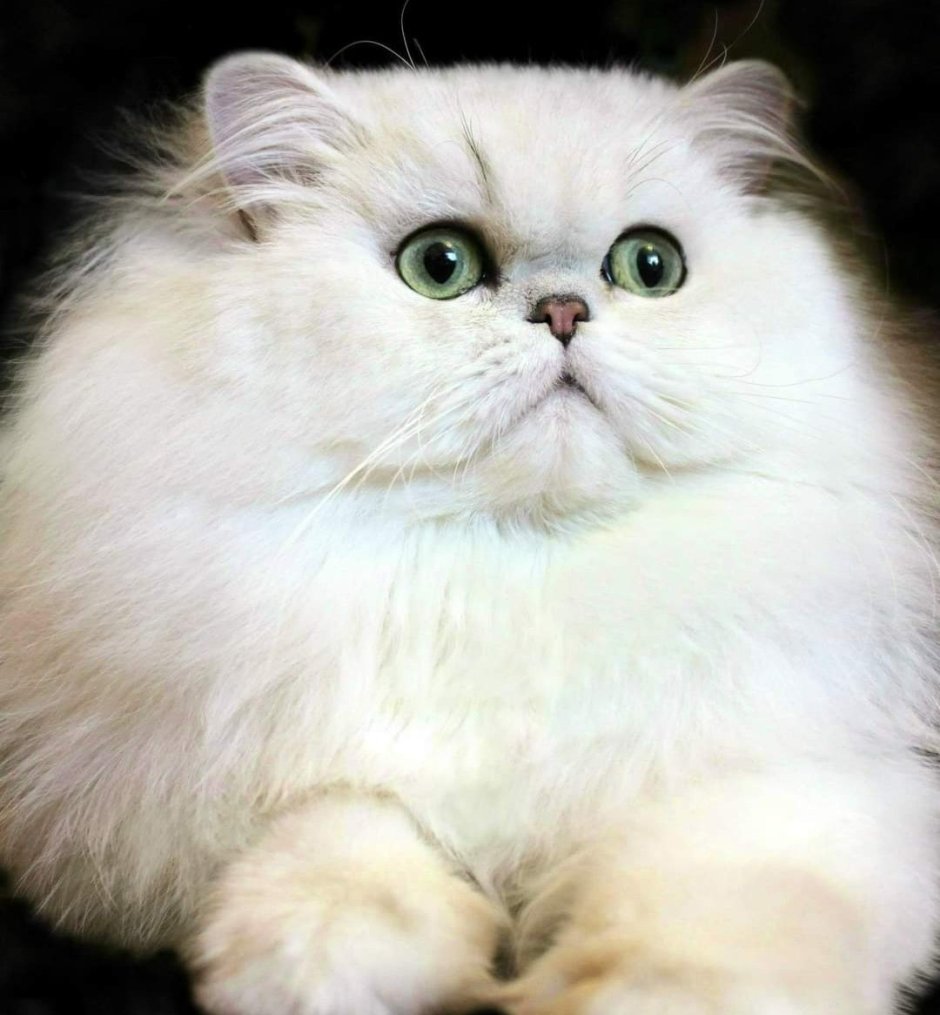 Персидская шиншилла