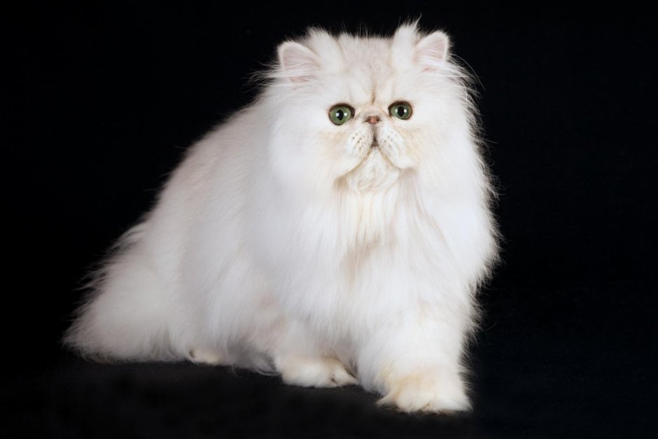Персидская Золотая шиншилла кошка