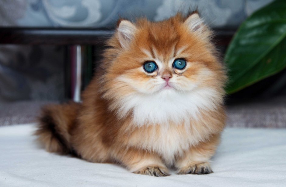 Персидская шиншилла