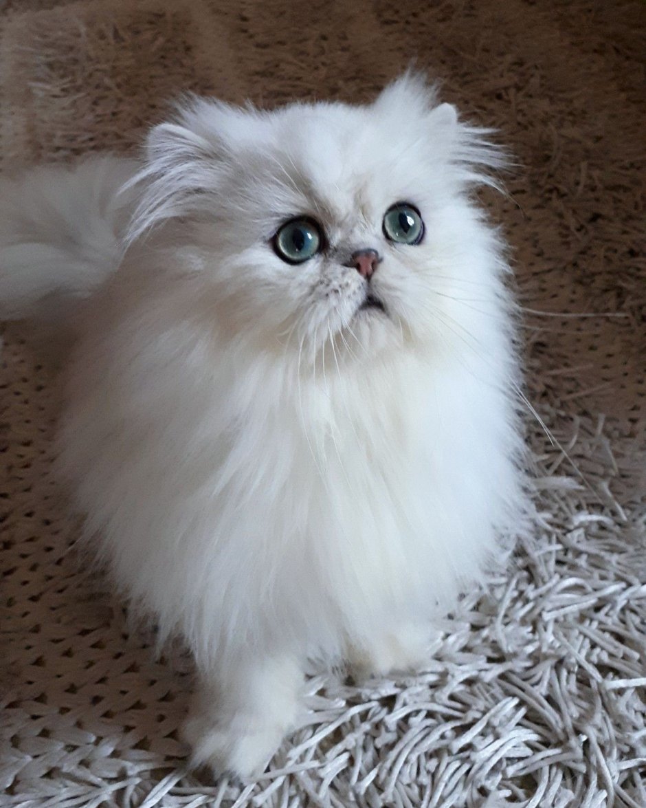Ангорская шиншилла кошка