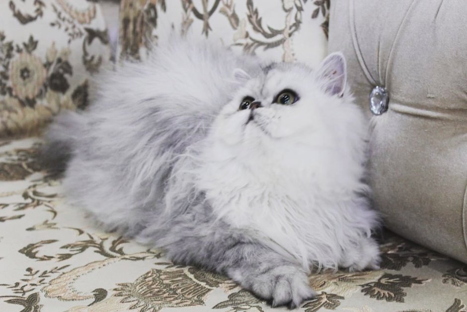 Серебряная шиншилла Персидская кошка