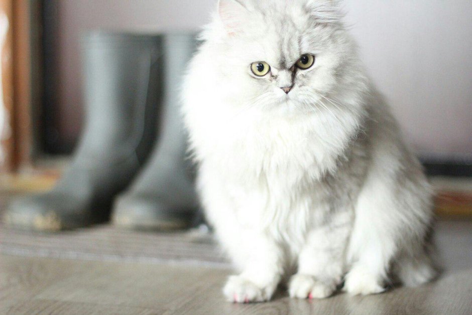 Персидская шиншилла черная