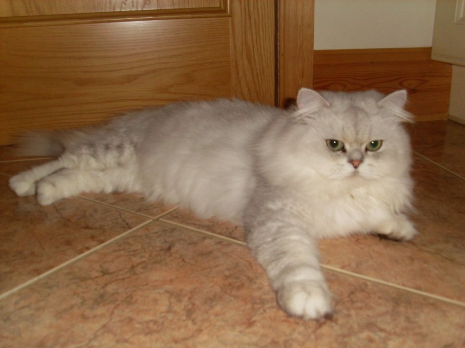 Персидская серебристая шиншилла