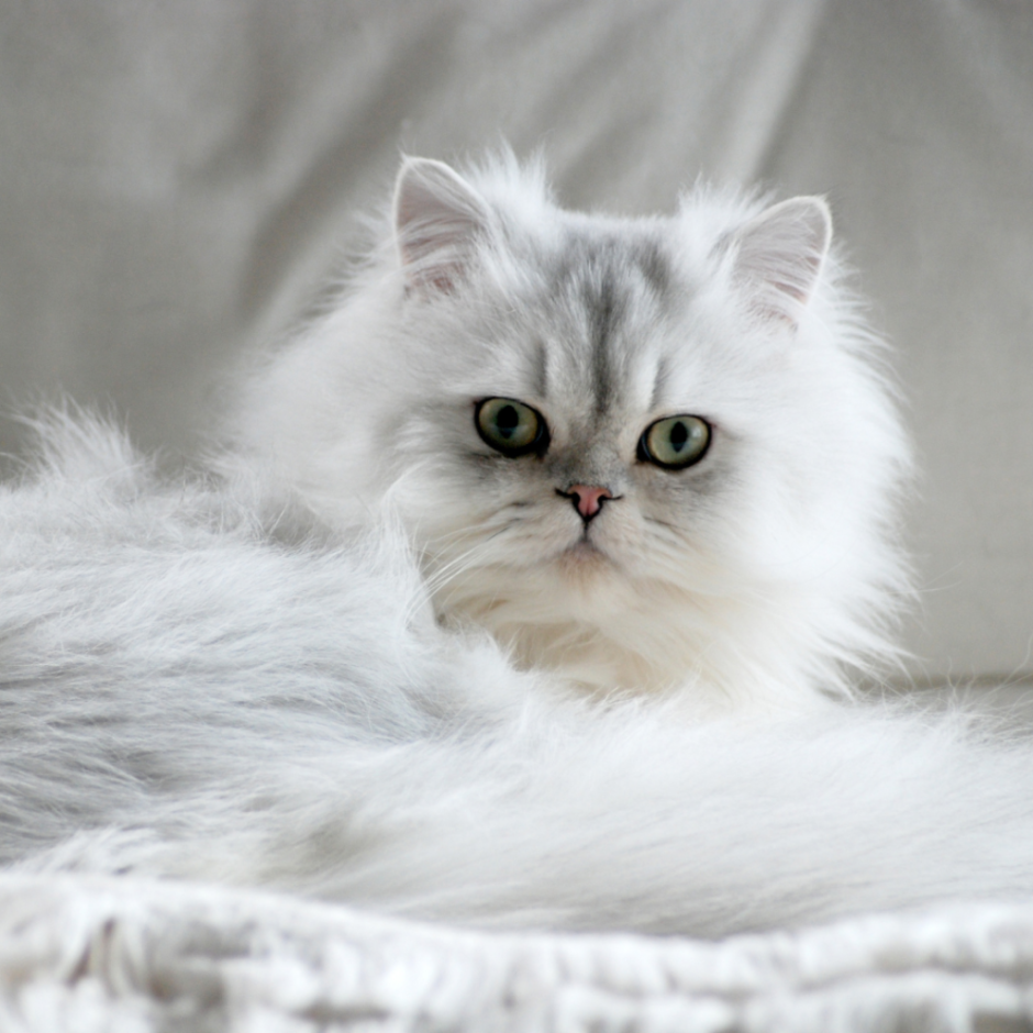 Сильвер кошка перс шиншилла