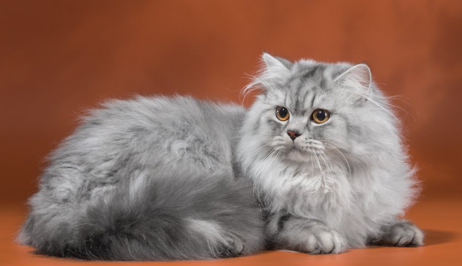 Кот шиншилла скучает по хозяевам
