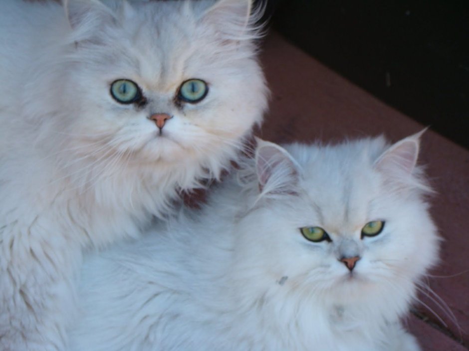 Персидская шиншилла