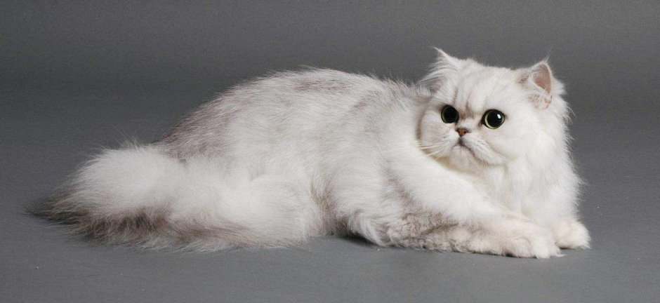 Персидский кот шиншилла