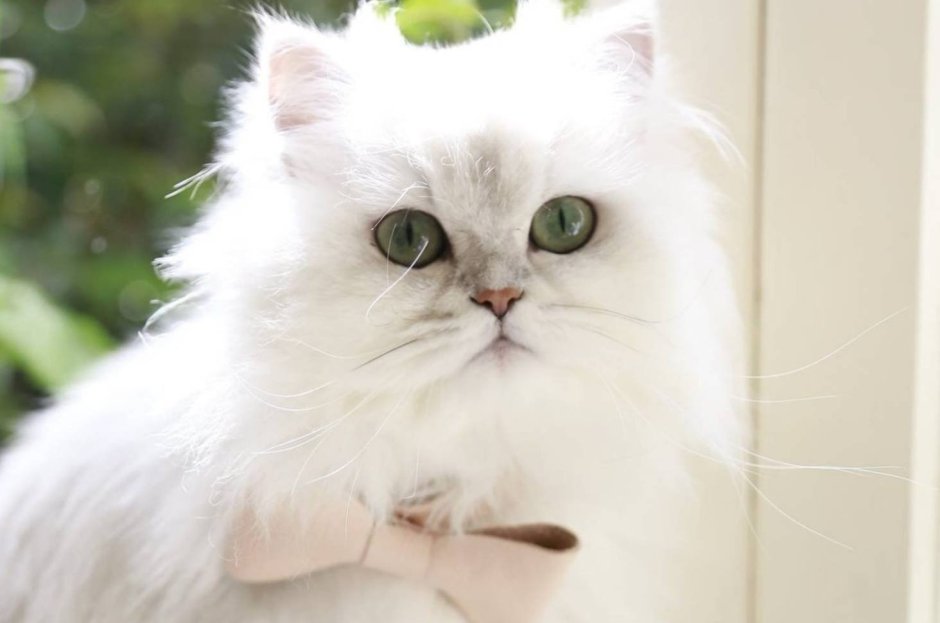 Ангорская шиншилла кошка