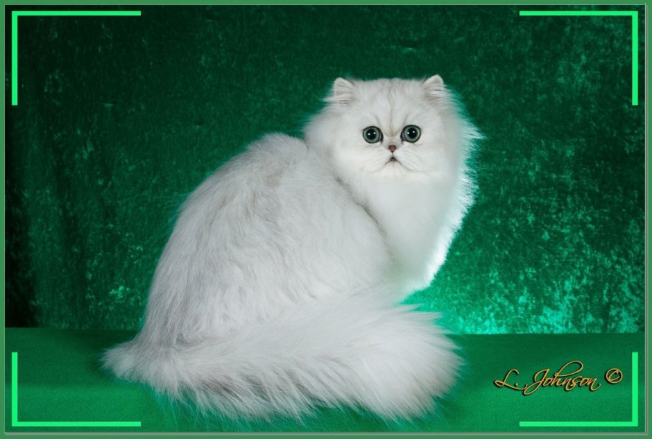 Белая Персидская шиншилла кошка