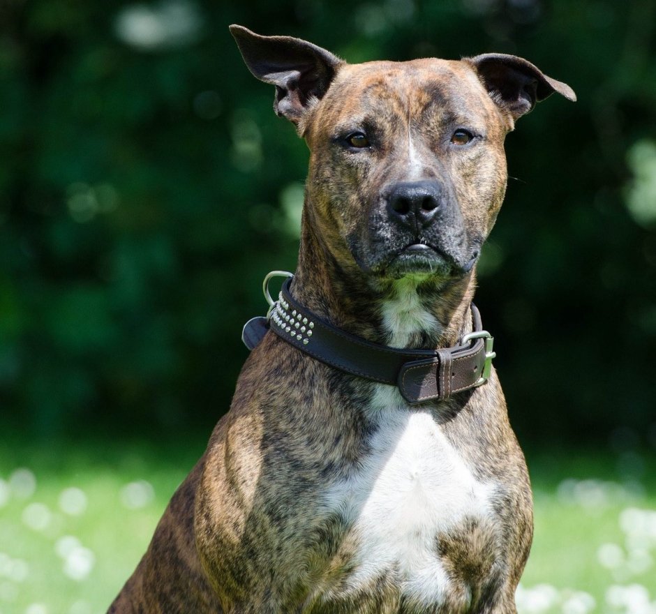 Бультерьер Black Brindle