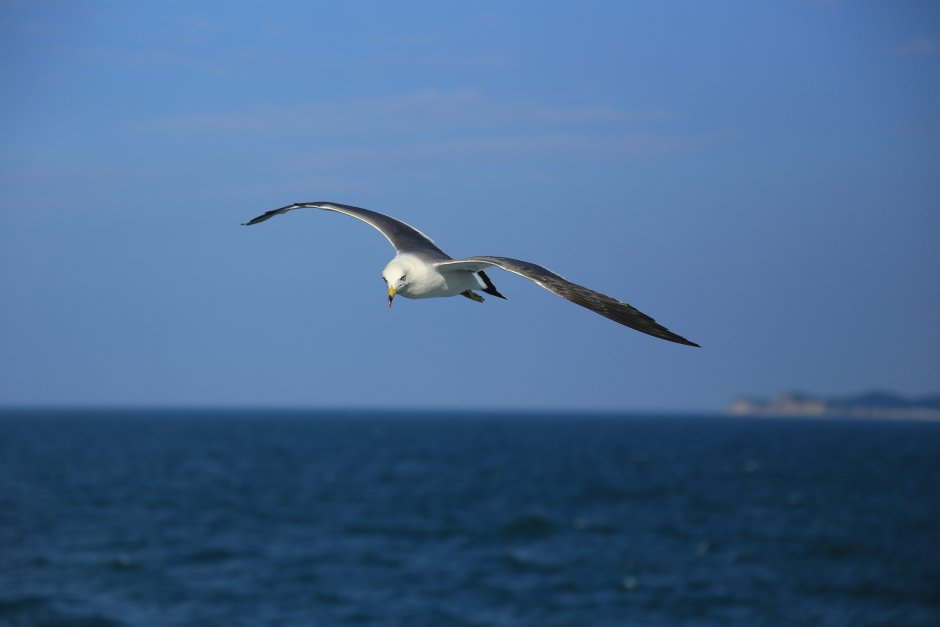 Альбатрос над морем