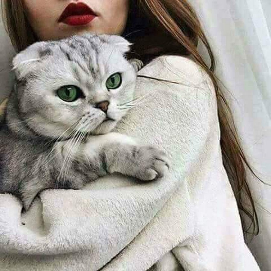 Уютный котик